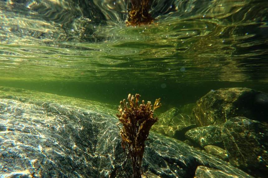 Фукус в отражении - Наталья Акимова