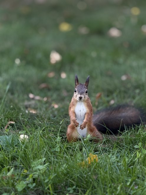 Белочка - Мария