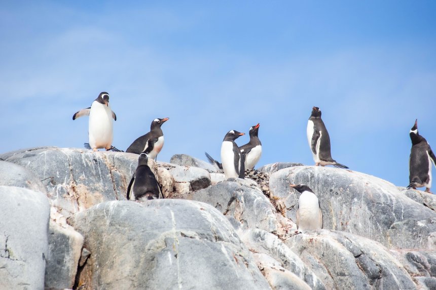 Жизнь и защита, судьба пингвинов -   (1/3)