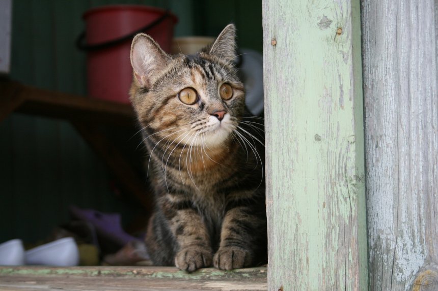 Взгляд - Ольга Сергеева