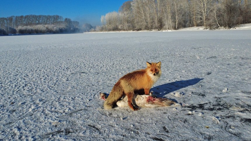 Последний танец - Игорь Асанов