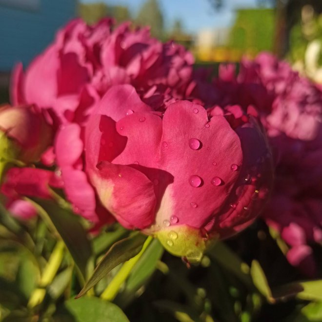 Пионы после дождя - Алёна Смирнова