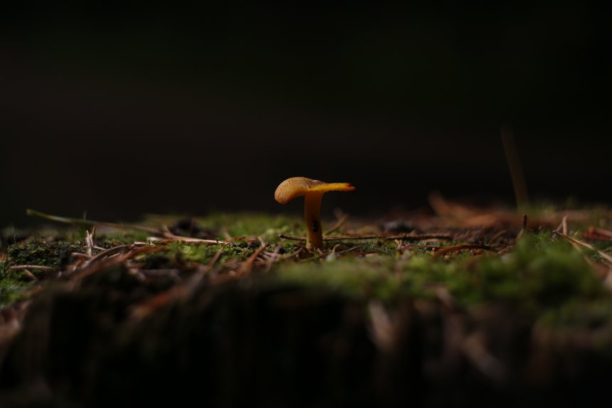 Силуэт - Софья