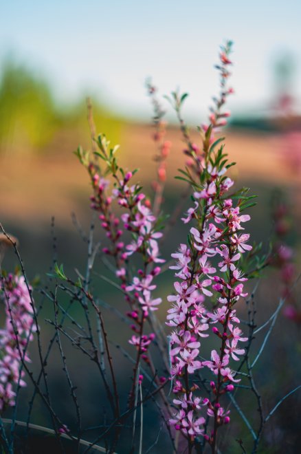 Степной миндаль -  
