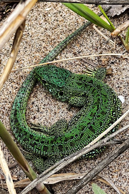 Изумрудный дракон - Екатерина