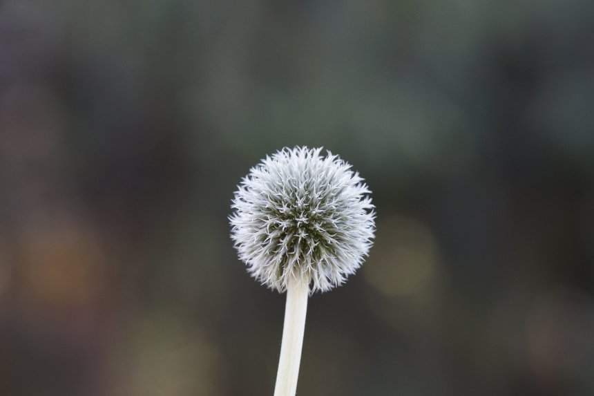 Мордовник - Евгения Кравцова