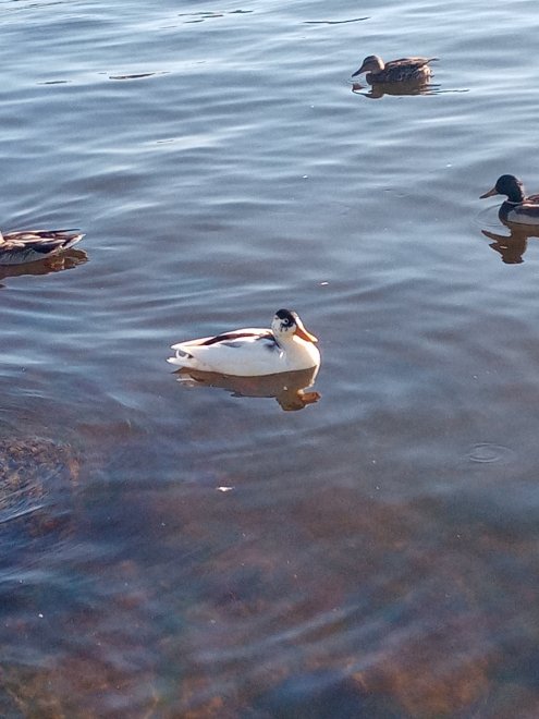 Селезень лейцист - Мария