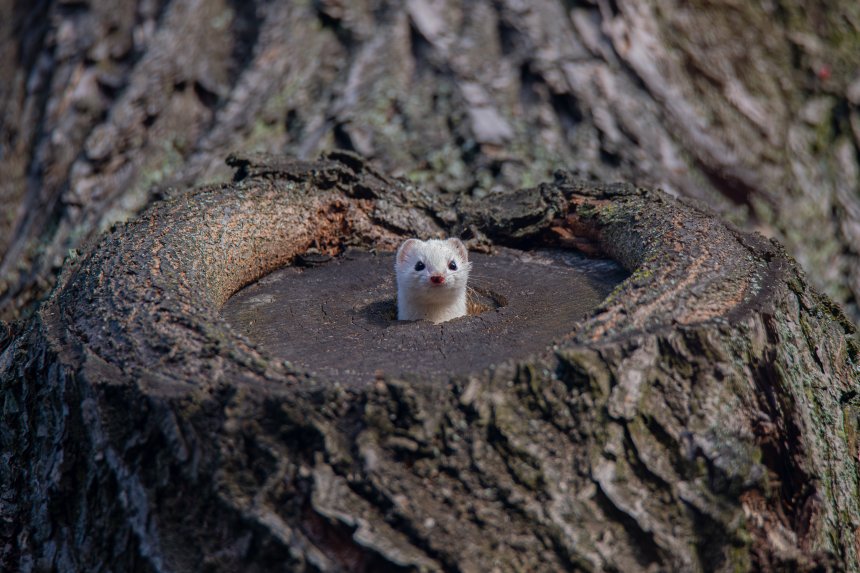 Высоко сижу - далеко гляжу - Остапенко Дарья