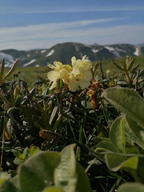 Золото Камчатки - Мария