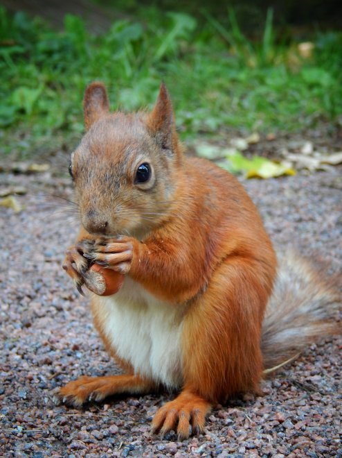 Главный экспонат -  