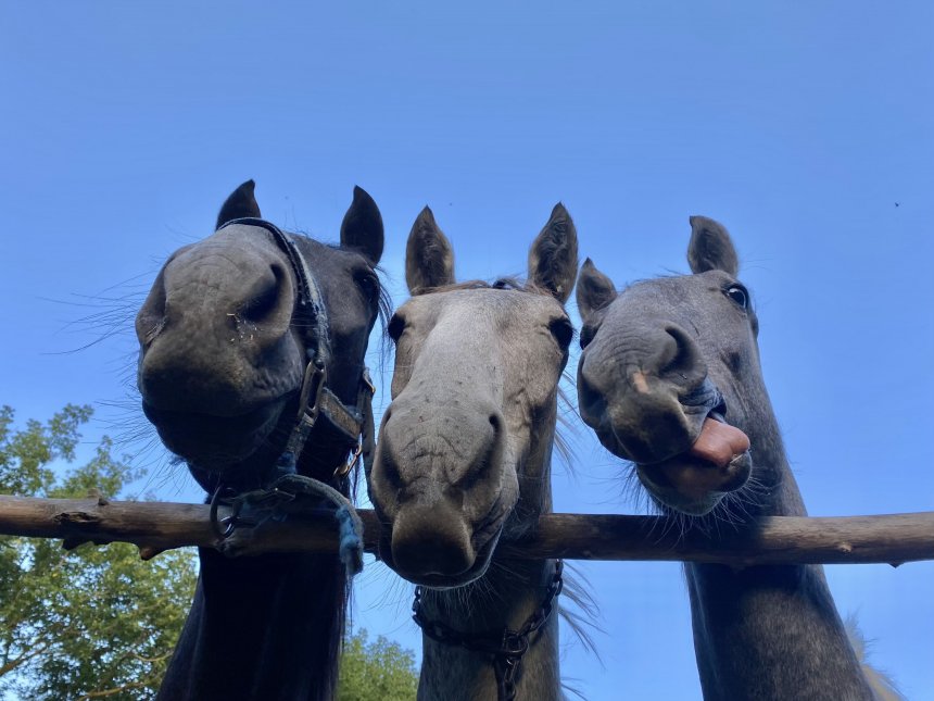 Три мушкетёра - Эвелина