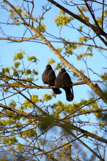Счастливая семья. - Вероника Молочникова