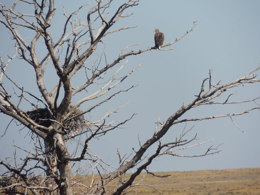 Родное гнездо. -  