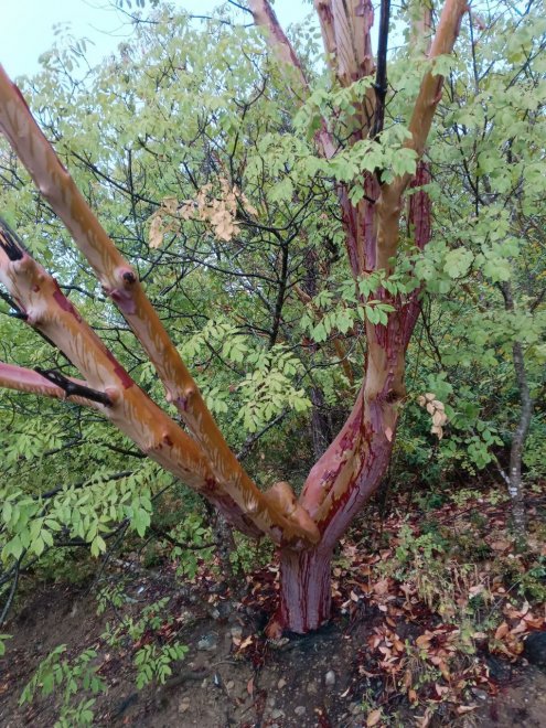 Ладони Природы. Руки Природы - Юлия