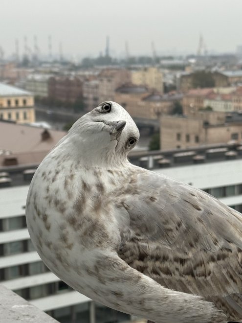 Любопытная гостья -  