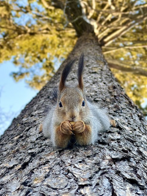 Как я поймала белочку ;) - Алина