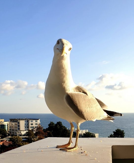 Чайка в отеле в Сочи - Марина