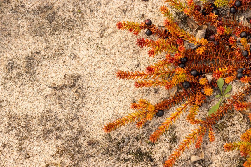 Воронье пиво -  