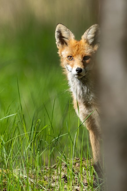 Сотрапезник - Сергей