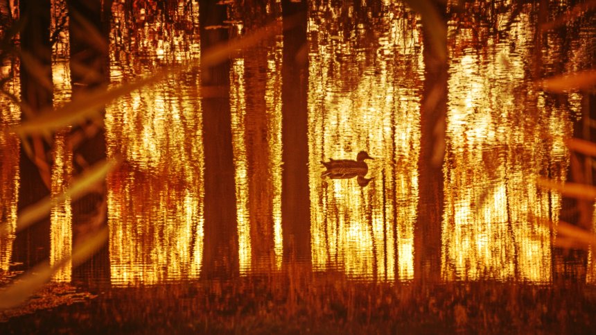 Осеннее отражение -  