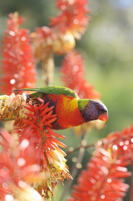 Цветущий лорикет - Юлия Глазунова