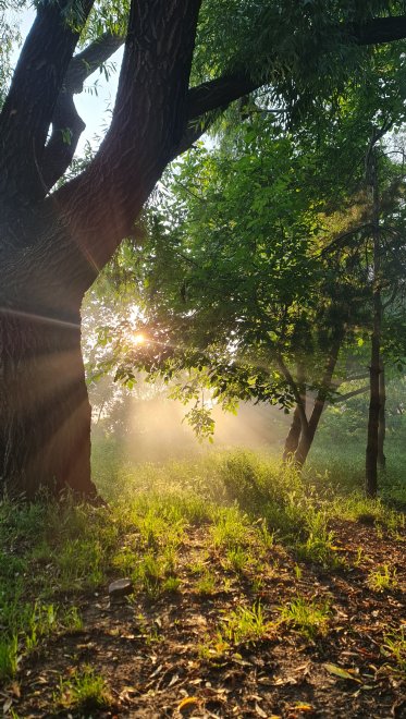 Лес, в котором живут феи. - Регина