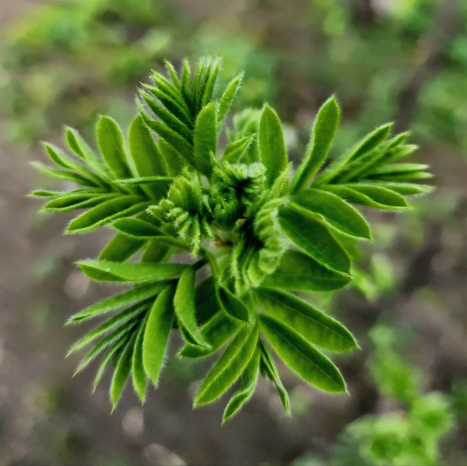 Геометрия природы - Ксения