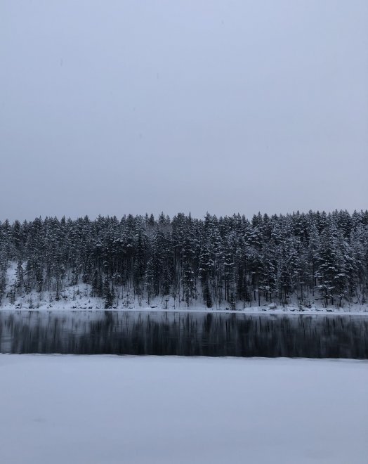 Тишина - Елизавета Шалегина