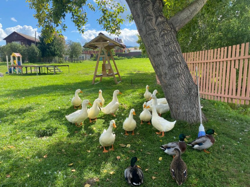 Алтайские гуси - Василина