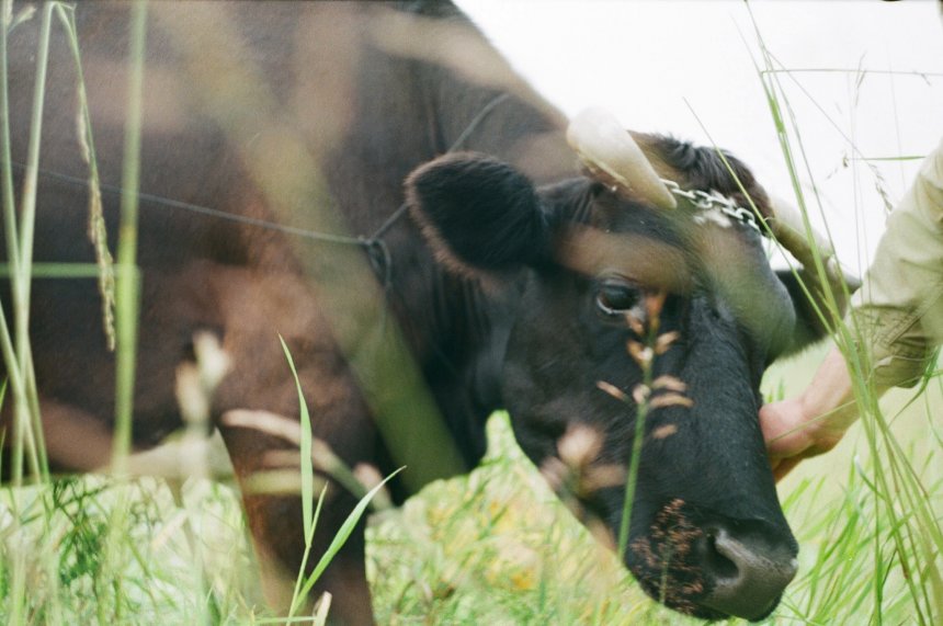 Кормилица -  