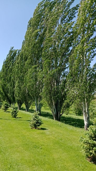 Тополя Мамаева кургана - Анна Хряпова