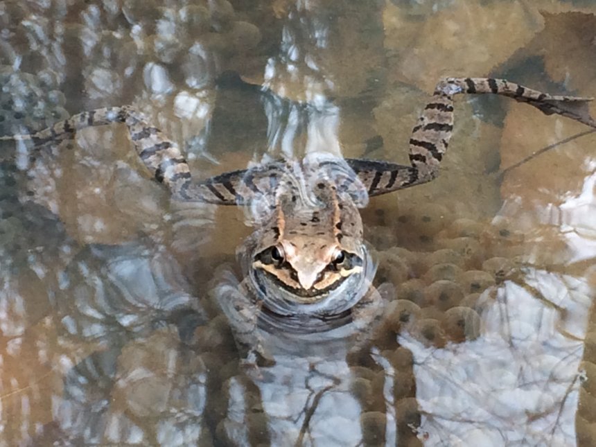 Кавказская крестовка охраняет свои икринки. -  