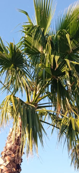 пальма - Екатерина