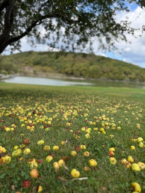 Дары Кубани - Наталья