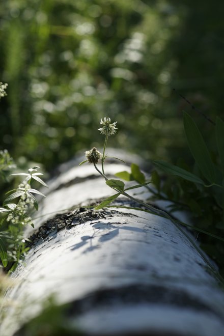 Клевер растущий на дереве - Евгения Кравцова