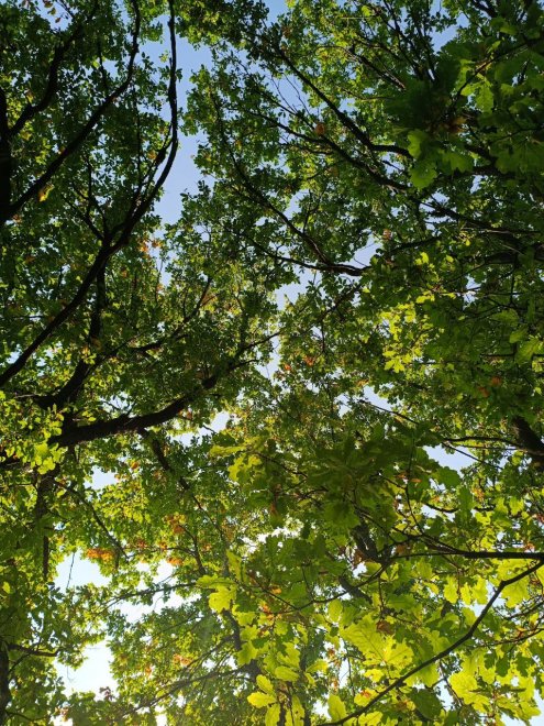 «Осенний купол» -  