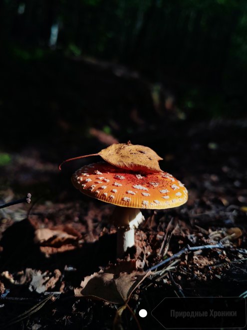 Игра теней и света в лесу -  