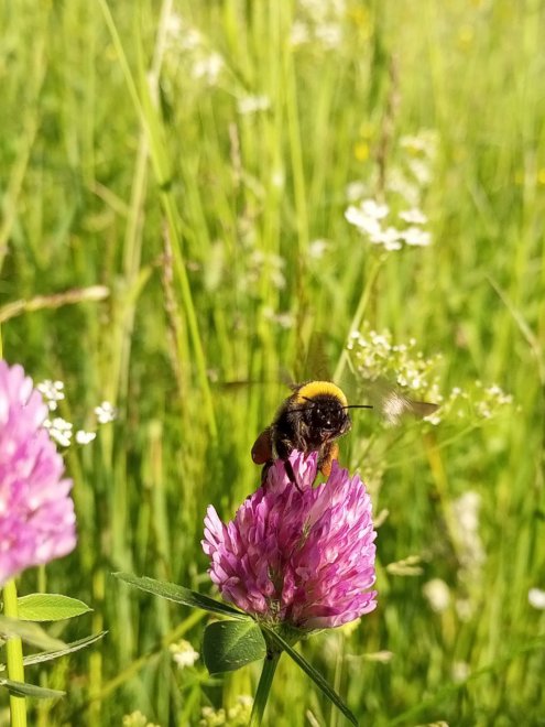 Взлёт шмеля - Александр