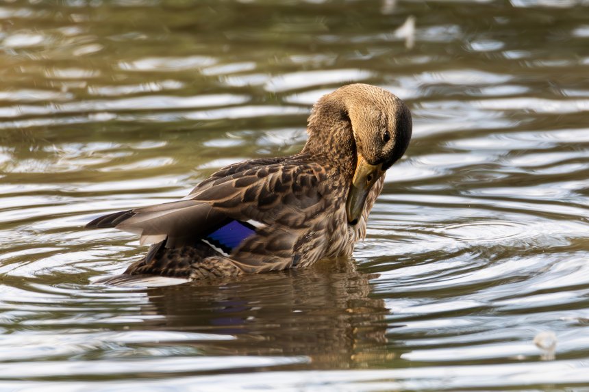 Обыкновенная кряква -  