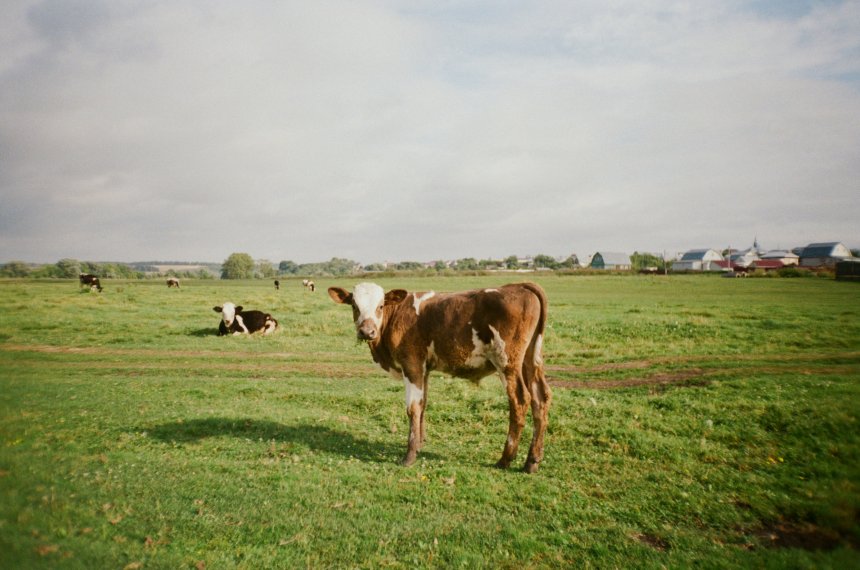 В деревне у бабушки - Алина