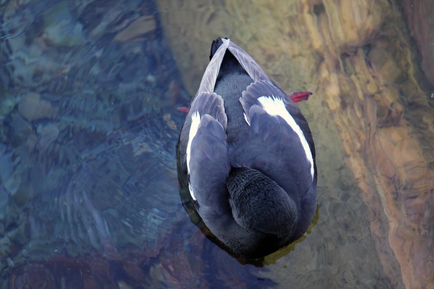 Отдыхающий чистик / Resting guillemot -  