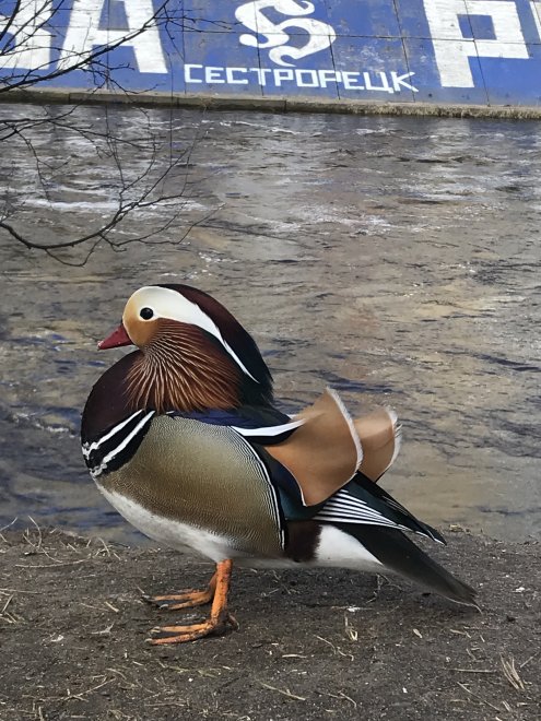 Мандаринка - Анна