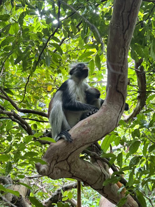 Калорийная и разная Танзания -   (1/8)