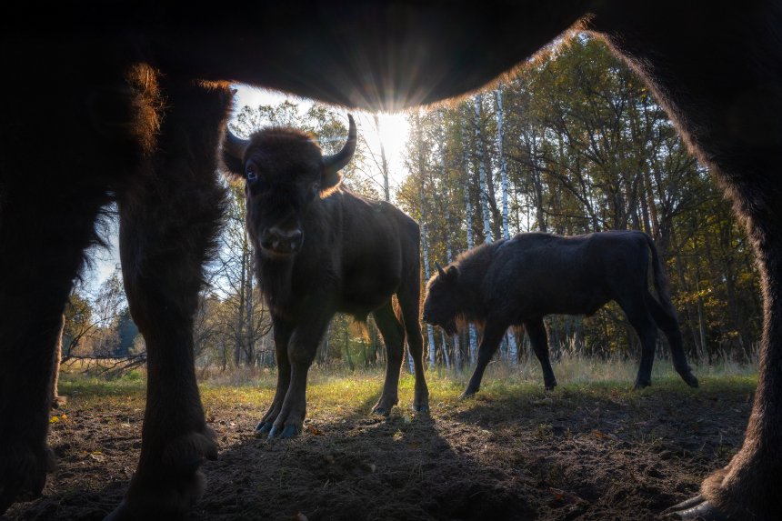 Зубры идут! - Ростислав Машин