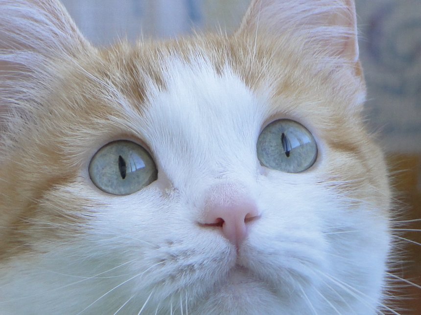 Мурка - SERGEY BELOV