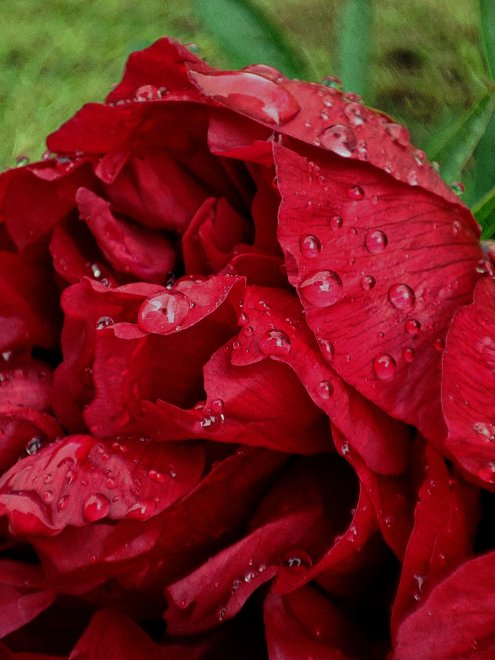 Дождливая Мечта Пионов -  