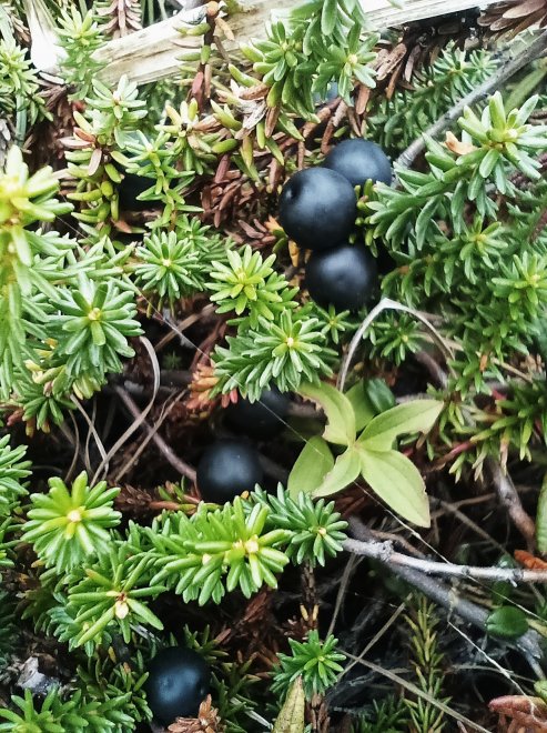 Шикша - Сергей Дулаев