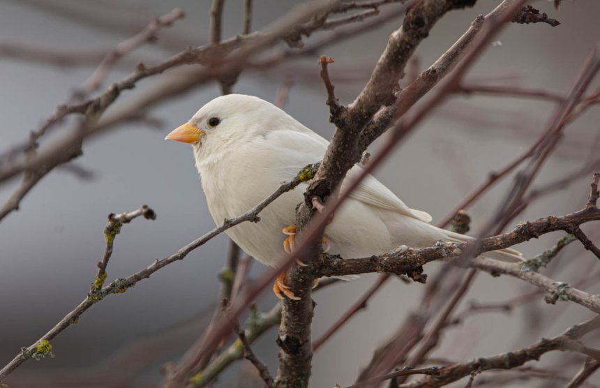 Белый воробей -  