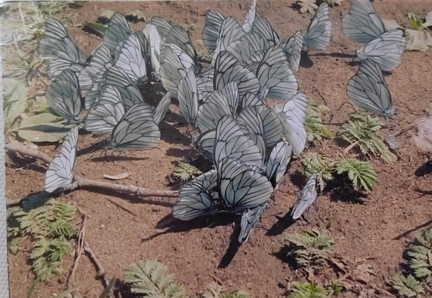 Самое лучшее лето -  