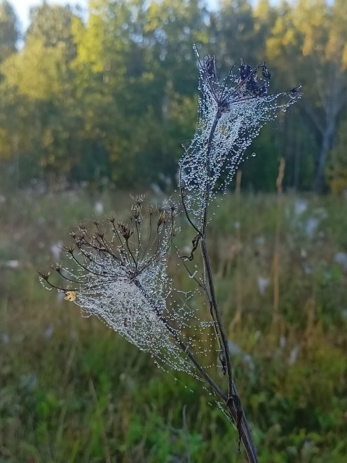 Хрустальный колокольчик -  